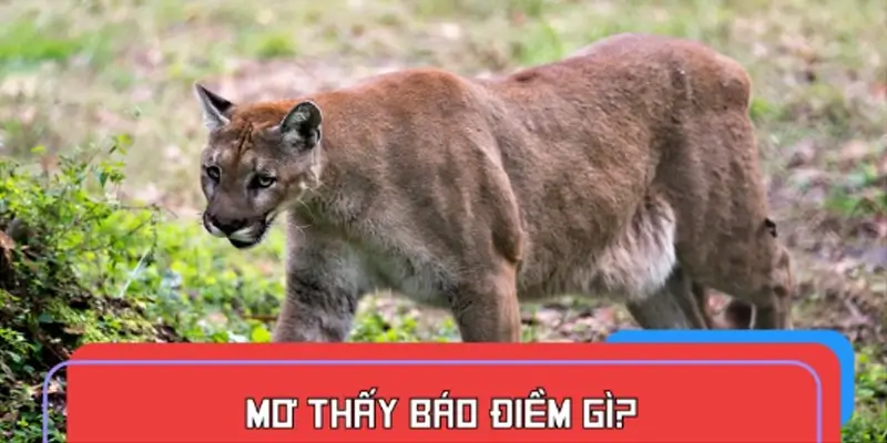 Mơ thấy báo điềm gì?