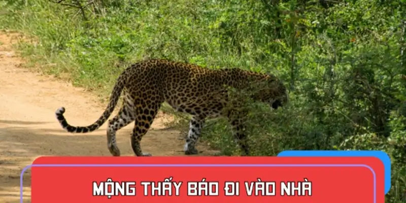 Mộng thấy báo đi vào nhà