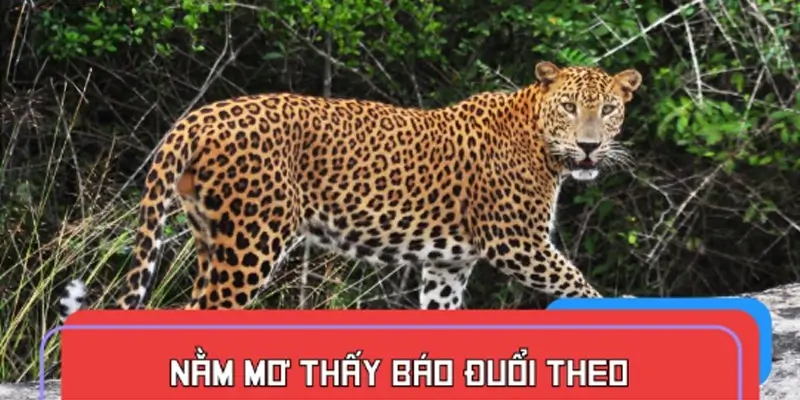 Nằm mơ thấy báo đuổi theo